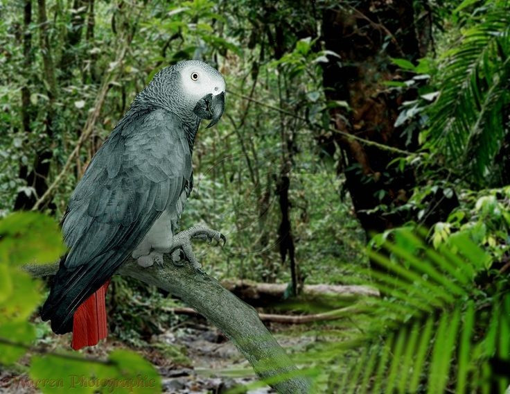  Khả năng bắt chước giọng nói cực kỳ chính xác. Vẹt xám không chỉ lặp lại âm thanh mà còn dùng từ đúng ngữ cảnh, khiến nhiều nhà khoa học xem đây là minh chứng cho tư duy ngôn ngữ phức tạp ở chim. Ảnh: Pinterest.