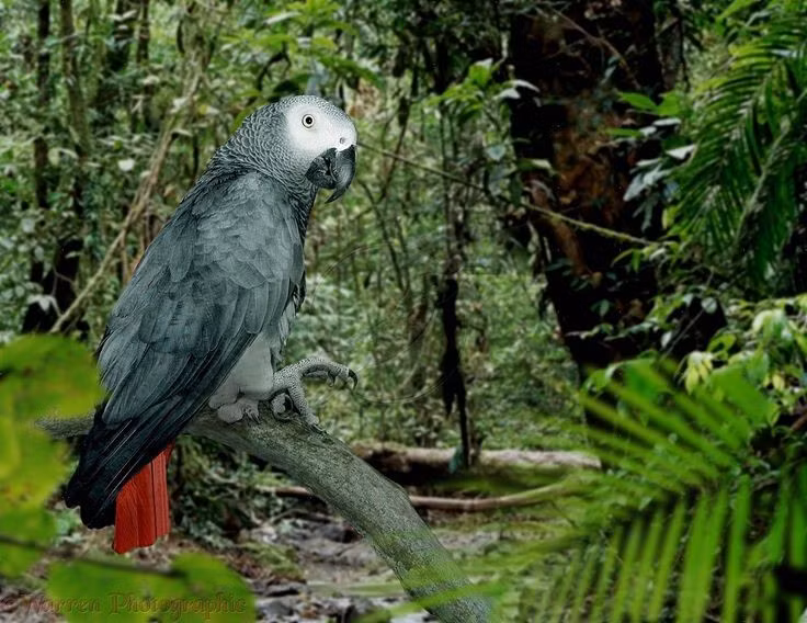  Khả năng bắt chước giọng nói cực kỳ chính xác. Vẹt xám không chỉ lặp lại âm thanh mà còn dùng từ đúng ngữ cảnh, khiến nhiều nhà khoa học xem đây là minh chứng cho tư duy ngôn ngữ phức tạp ở chim. Ảnh: Pinterest.