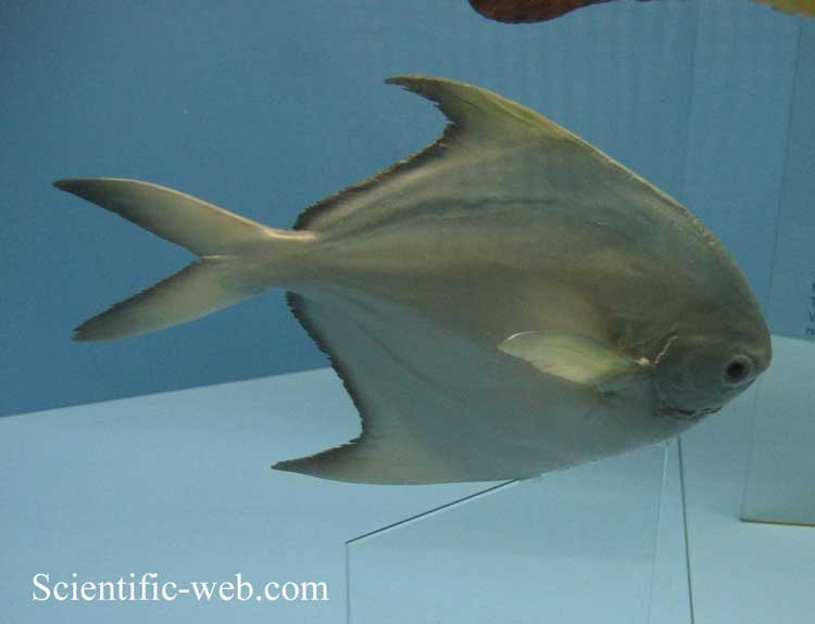  Có giá trị thương mại lớn. Đây là một trong những loài cá biển được đánh bắt và nuôi trồng phổ biến tại nhiều quốc gia châu Á. Ảnh: scientificlib.com.