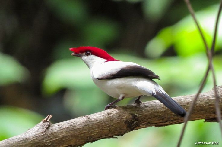  Biểu tượng cho bảo tồn địa phương. Chim di Araripe đã trở thành biểu tượng cho các chương trình bảo tồn tại Ceará, thúc đẩy cộng đồng địa phương tham gia bảo vệ nguồn nước và rừng ven suối. Sự sống còn của loài phụ thuộc nhiều vào ý thức và hành động của con người. Ảnh: Pinterest.