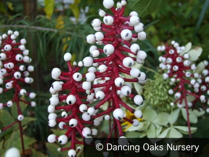  Quả độc nhưng hấp dẫn chim. Điều thú vị là dù độc với con người, quả của cây lại được một số loài chim ăn mà không bị ảnh hưởng nghiêm trọng. Nhờ đó, hạt được phát tán qua phân chim, giúp cây mở rộng phạm vi sinh trưởng. Ảnh: Pinterest.