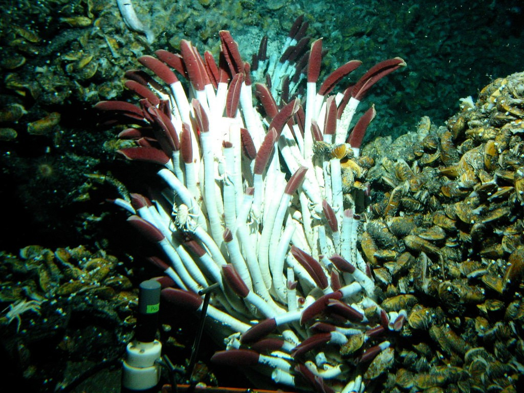  Tốc độ sinh trưởng rất nhanh. Trong điều kiện thuận lợi quanh miệng phun thủy nhiệt, giun ống khổng lồ có thể phát triển từ ấu trùng thành cá thể trưởng thành chỉ trong vài năm. Ảnh: amazonaws.com.