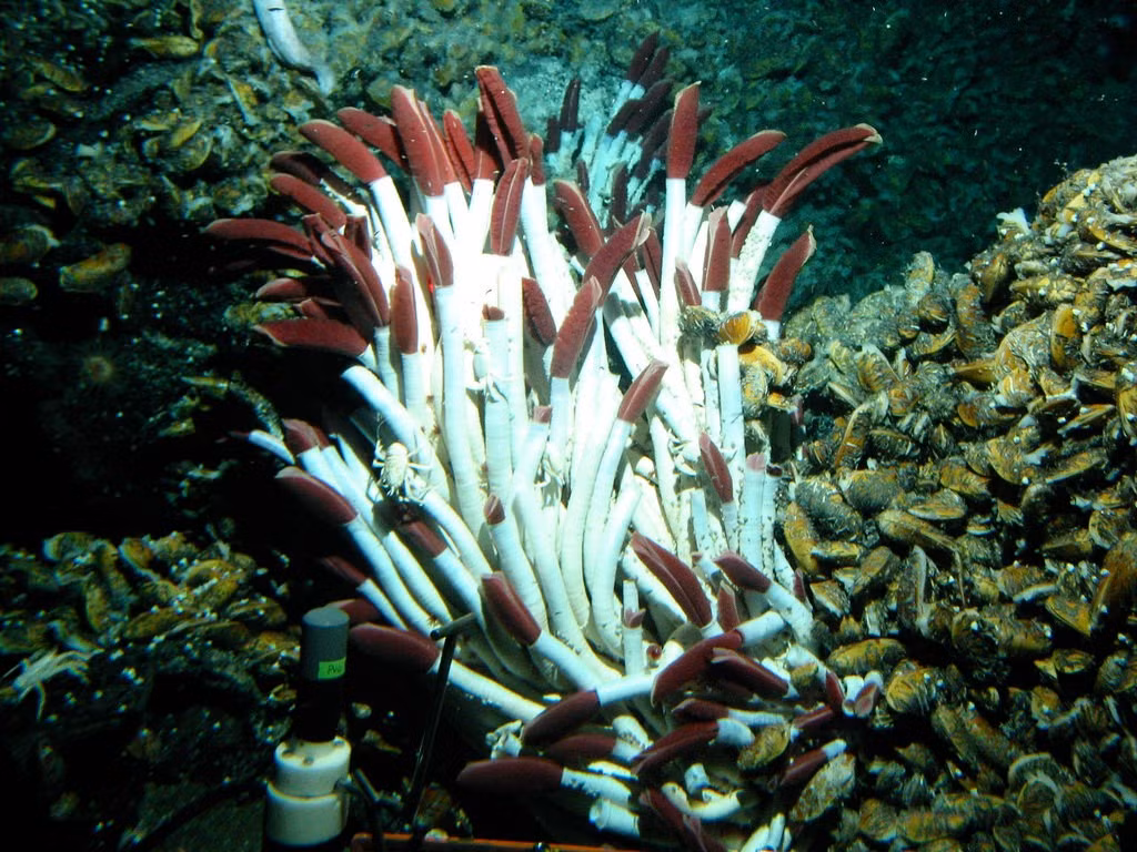  Tốc độ sinh trưởng rất nhanh. Trong điều kiện thuận lợi quanh miệng phun thủy nhiệt, giun ống khổng lồ có thể phát triển từ ấu trùng thành cá thể trưởng thành chỉ trong vài năm. Ảnh: amazonaws.com.