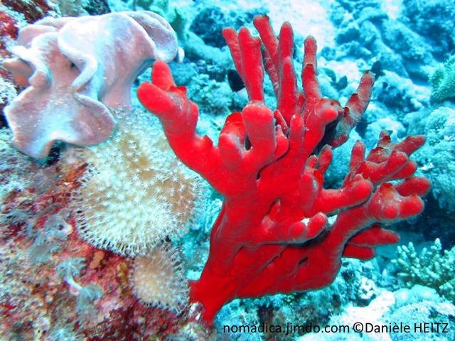  Nhạy cảm với biến đổi môi trường biển. Sự thay đổi nhiệt độ nước, ô nhiễm và suy thoái rạn san hô có thể ảnh hưởng trực tiếp đến sự sinh trưởng của loài hải miên này, khiến nó trở thành chỉ báo sinh thái quan trọng. Ảnh: jimcdn.com.