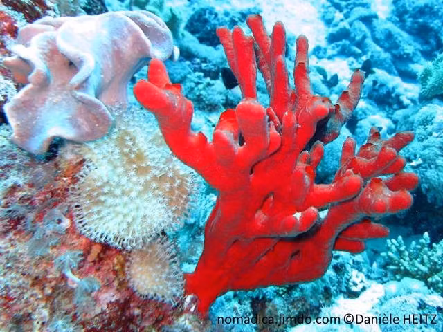  Nhạy cảm với biến đổi môi trường biển. Sự thay đổi nhiệt độ nước, ô nhiễm và suy thoái rạn san hô có thể ảnh hưởng trực tiếp đến sự sinh trưởng của loài hải miên này, khiến nó trở thành chỉ báo sinh thái quan trọng. Ảnh: jimcdn.com.