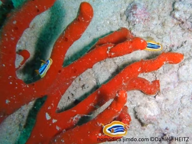  Sống cộng sinh với vi sinh vật đặc biệt. Bên trong mô hải miên tồn tại nhiều vi khuẩn cộng sinh, không chỉ hỗ trợ quá trình trao đổi chất mà còn góp phần tạo ra các hợp chất độc và sắc tố đặc trưng. Ảnh: jimcdn.com.