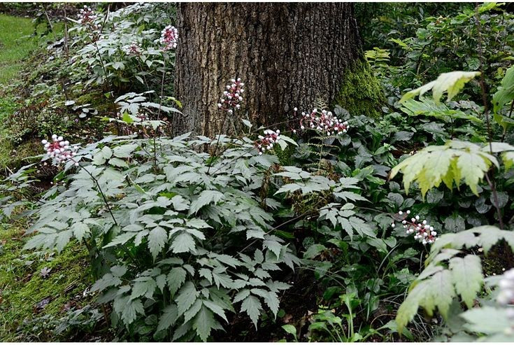  Toàn bộ cây đều có độc. Tất cả các bộ phận của Actaea pachypoda, đặc biệt là quả, đều chứa độc tố có thể ảnh hưởng đến tim nếu ăn phải. Mặc dù hiếm khi gây tử vong cho người lớn, việc nuốt phải vẫn có thể gây buồn nôn và rối loạn nhịp tim. Ảnh: Pinterest.