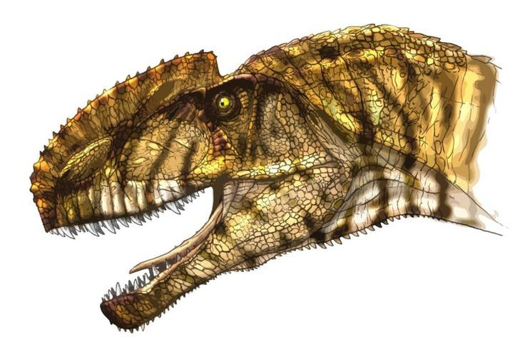  Chiếc mào có thể dùng để phô diễn. Các nhà khoa học cho rằng chiếc mào lớn trên đầu có thể không chỉ để nhận diện loài mà còn đóng vai trò trong việc thu hút bạn tình hoặc thể hiện sức mạnh trước đối thủ, thay vì phục vụ trực tiếp cho việc săn mồi. Ảnh: Pinterest.