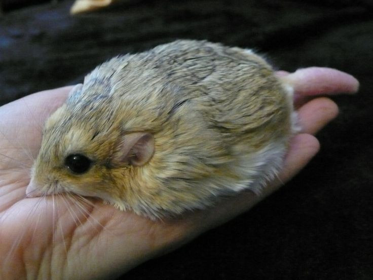  Được nuôi làm thú cảnh ở nhiều nơi. Ngoại hình đáng yêu khiến loài này được nhiều người yêu thích. Ảnh: Pinterest.