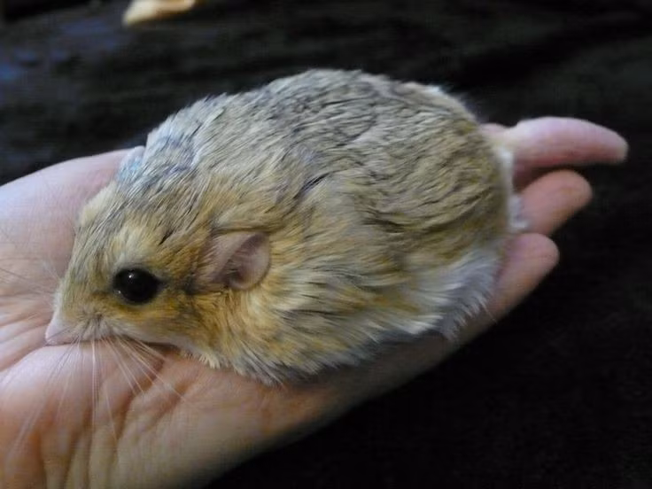  Được nuôi làm thú cảnh ở nhiều nơi. Ngoại hình đáng yêu khiến loài này được nhiều người yêu thích. Ảnh: Pinterest.