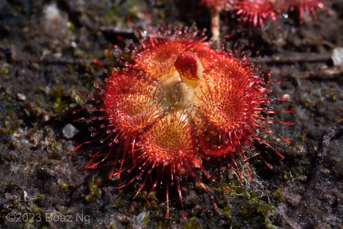  2. Phân bố chủ yếu ở châu Á và Úc. Loài cây này thường mọc ở các vùng đất ẩm nghèo chất dinh dưỡng như Ấn Độ, Đông Nam Á, Trung Quốc và miền bắc nước Úc. Ảnh: fierceflora.com.