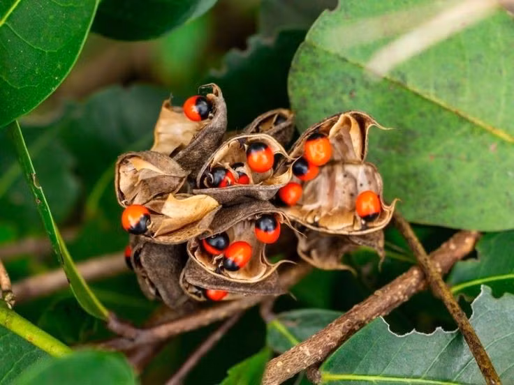 5. Hạt của cây từng được dùng làm quả cân tiêu chuẩn. Do kích thước và trọng lượng của hạt rất đồng đều, chúng từng được dùng làm đơn vị đo lường trong nghề kim hoàn cổ. Ảnh: Pinterest.