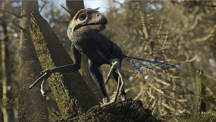  Kích thước cực nhỏ so với phần lớn khủng long. Epidendrosaurus chỉ dài khoảng 25–30 cm, nặng chưa tới nửa kilogram, khiến nó trông giống chim hay thằn lằn hơn là khủng long. Ảnh: dinosaurpictures.org.