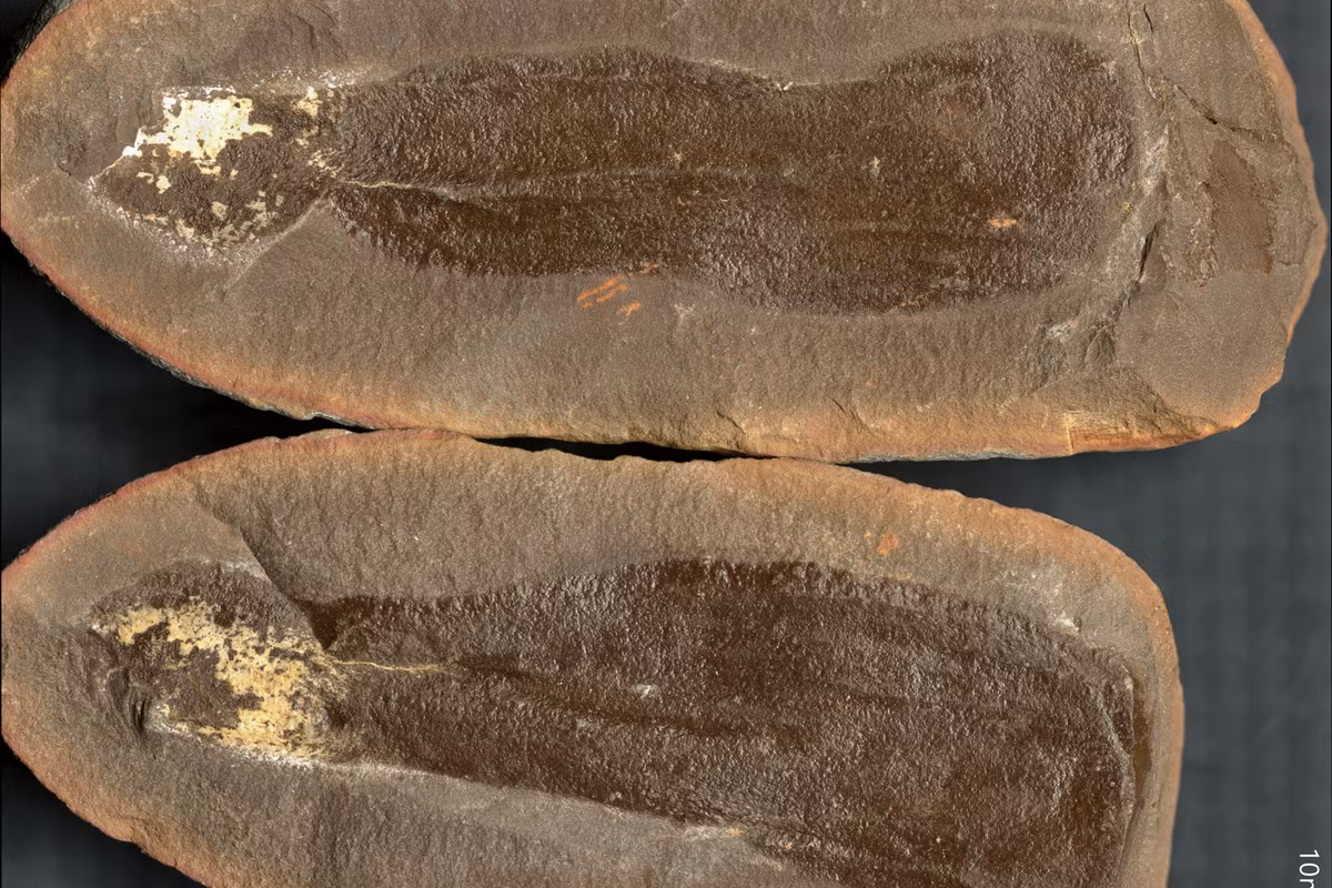 Mazon Creek được cả thế giới biết đến nhờ khả năng bảo tồn hóa thạch thực vật và động vật ở mức độ hiếm gặp.Những hóa thạch nơi đây nằm trọn trong các khối kết siderit – loại quặng cacbonat sắt hình thành dưới điều kiện địa chất đặc biệt, giúp giữ nguyên chi tiết cấu trúc sinh vật. Ảnh: University of Missouri.