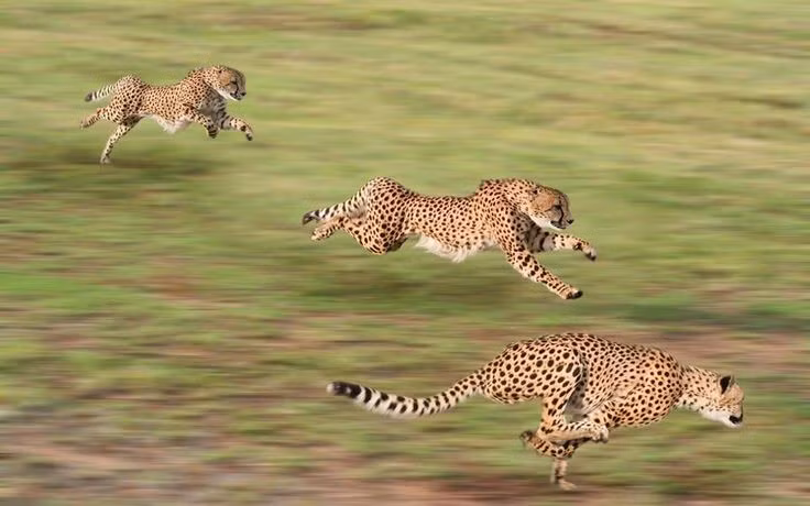 1. Là loài động vật chạy nhanh nhất thế giới. Báo gêpa có thể đạt tốc độ lên đến 100–120 km/h trong những pha rượt đuổi ngắn trên thảo nguyên. Ảnh: Pinterest.