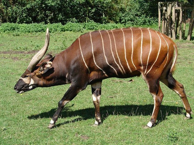  Là loài linh dương lớn nhất châu Phi. Linh dương Bongo trưởng thành có thể nặng hơn 400 kg. Ảnh: Pinterest.