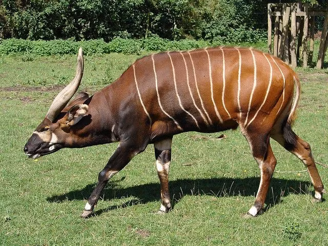  Là loài linh dương lớn nhất châu Phi. Linh dương Bongo trưởng thành có thể nặng hơn 400 kg. Ảnh: Pinterest.