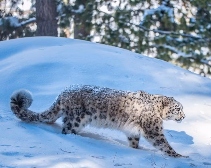  Là nơi sinh sống của báo tuyết. Loài báo tuyết cực kỳ quý hiếm và nhiều động vật hoang dã khác như sói xám, linh miêu, linh dương cũng có mặt tại đây. Ảnh: Pinterest.