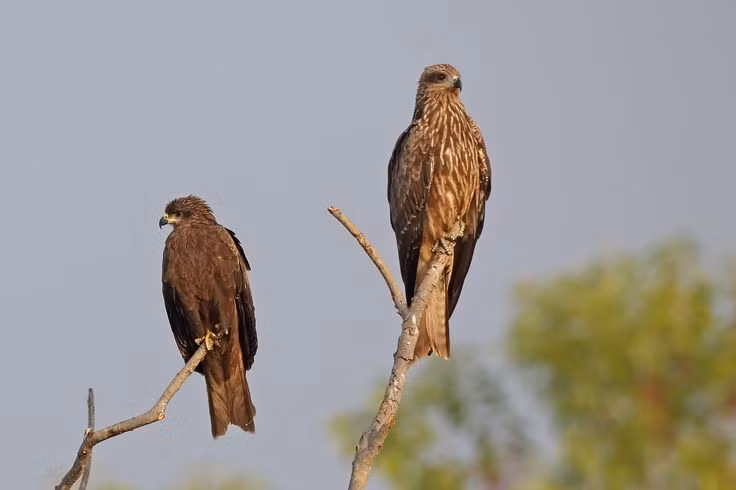  1. Là loài chim săn mồi có phạm vi phân bố rộng khắp nhất thế giới. Diều hâu xuất hiện từ châu Âu, châu Á đến châu Phi và châu Úc, nhờ khả năng thích nghi cao với nhiều kiểu khí hậu và môi trường sống khác nhau. Ảnh: Pinterest.