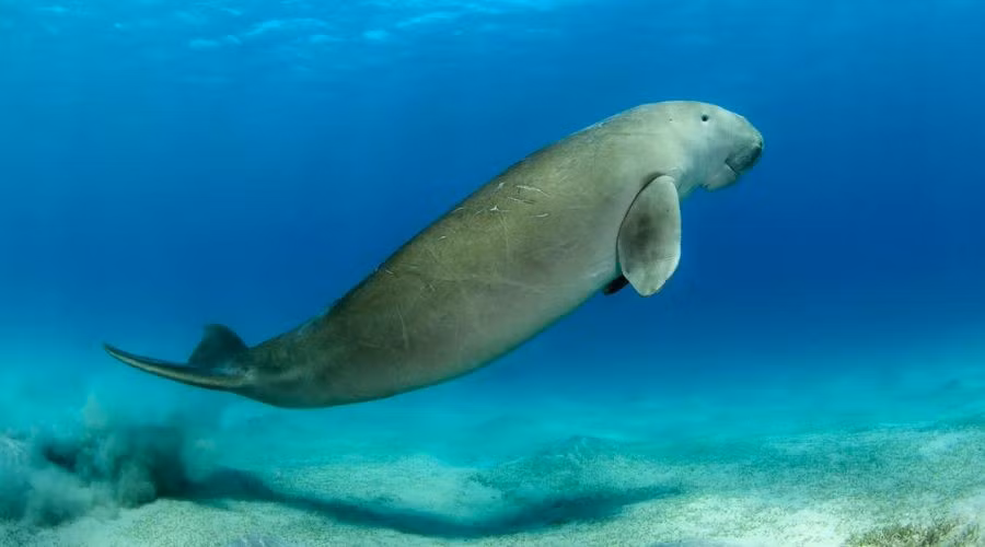  Ngôi nhà của nhiều loài động vật nguy cấp. Vườn quốc gia là nơi cư trú của dugong, cá heo, các loài chim biển cùng nhiều loài nằm trong Sách đỏ Việt Nam và thế giới. Ảnh: condao.com.vn.