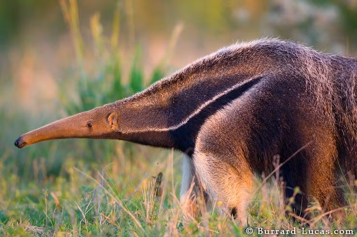  6. Sống đơn độc. Thú ăn kiến khổng lồ thường sống đơn độc, chỉ gặp nhau trong mùa sinh sản hoặc khi nuôi con non. Ảnh: Pinterest.