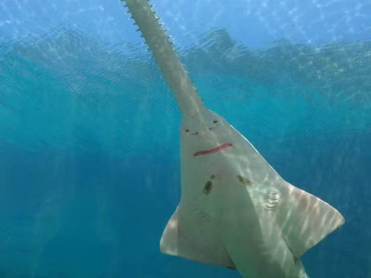  Sinh sản chậm và dễ tổn thương. Cá nhám cưa sinh sản bằng hình thức noãn thai sinh, số lượng con non ít, khiến quần thể phục hồi rất chậm khi bị khai thác. Ảnh: Pinterest.