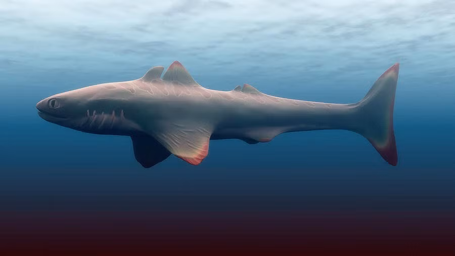  Thức ăn được bảo tồn trong hóa thạch. Nhiều hóa thạch Cladoselache còn chứa nguyên vẹn xương cá trong bụng, giúp các nhà khoa học xác định rõ chế độ ăn của chúng – chủ yếu là cá xương nhỏ và động vật thân mềm. Ảnh: fineartamerica.com.