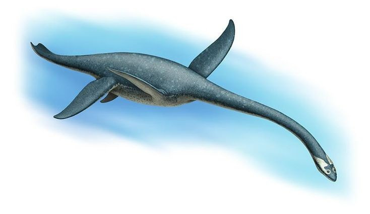  7. Hóa thạch được tìm thấy ở châu Âu. Nhiều mẫu hóa thạch Cryptoclidus đã được phát hiện tại Anh và Pháp, góp phần giúp các nhà khoa học hiểu rõ hơn về nhóm plesiosaur. Ảnh: Pinterest.