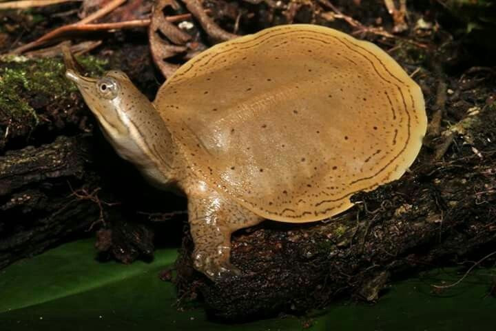  Nhiều loài đang đứng trước nguy cơ tuyệt chủng. Do săn bắt, ô nhiễm nước và phá hủy môi trường sống, nhiều loài rùa mai mềm hiện nằm trong danh sách nguy cấp. Một số quần thể chỉ còn vài cá thể ngoài tự nhiên, khiến việc bảo tồn chúng trở thành nhiệm vụ cấp bách của các nhà sinh học và tổ chức bảo tồn trên thế giới. Ảnh: Pinterest.