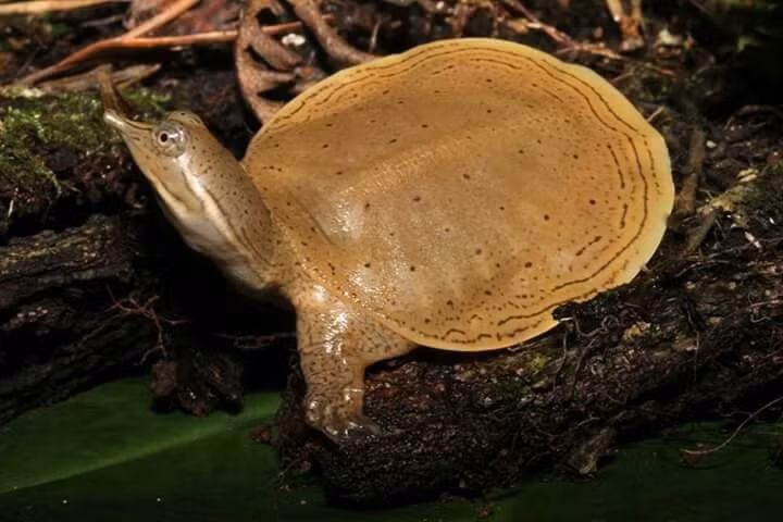  Nhiều loài đang đứng trước nguy cơ tuyệt chủng. Do săn bắt, ô nhiễm nước và phá hủy môi trường sống, nhiều loài rùa mai mềm hiện nằm trong danh sách nguy cấp. Một số quần thể chỉ còn vài cá thể ngoài tự nhiên, khiến việc bảo tồn chúng trở thành nhiệm vụ cấp bách của các nhà sinh học và tổ chức bảo tồn trên thế giới. Ảnh: Pinterest.