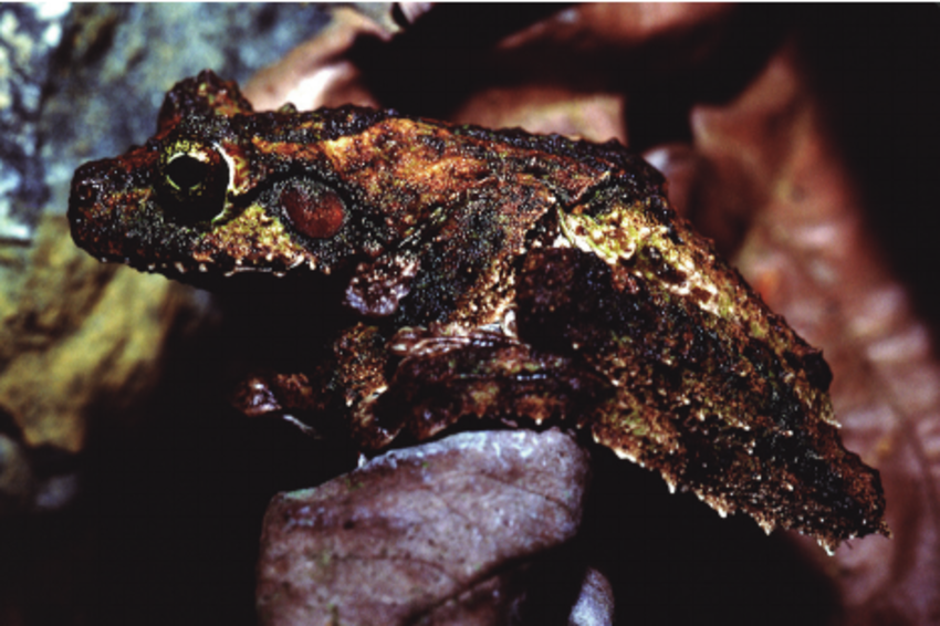  Màu sắc giúp ngụy trang hoàn hảo. Lớp da xanh hoặc nâu pha lẫn hoa văn giúp ếch cây chân tua hòa lẫn với lá và vỏ cây, tránh sự chú ý của kẻ săn mồi. Ảnh: Pinterest.