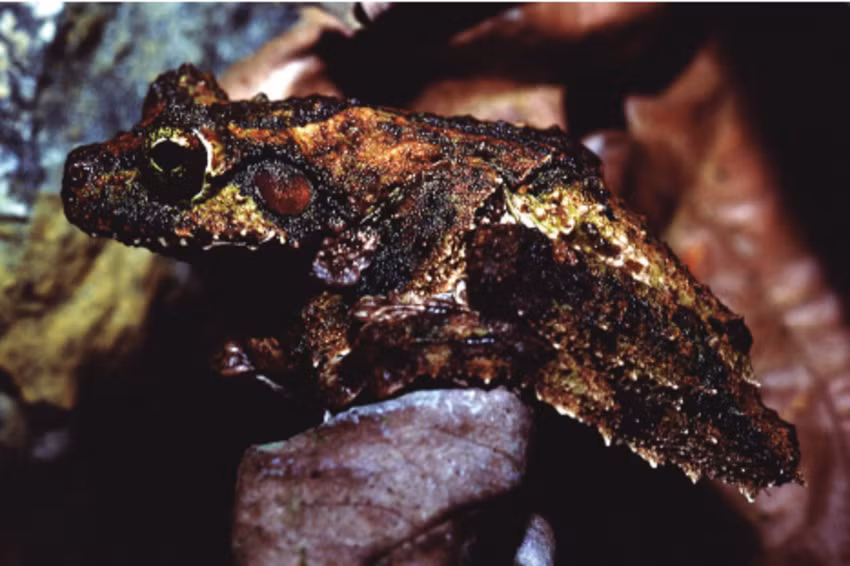  Màu sắc giúp ngụy trang hoàn hảo. Lớp da xanh hoặc nâu pha lẫn hoa văn giúp ếch cây chân tua hòa lẫn với lá và vỏ cây, tránh sự chú ý của kẻ săn mồi. Ảnh: Pinterest.