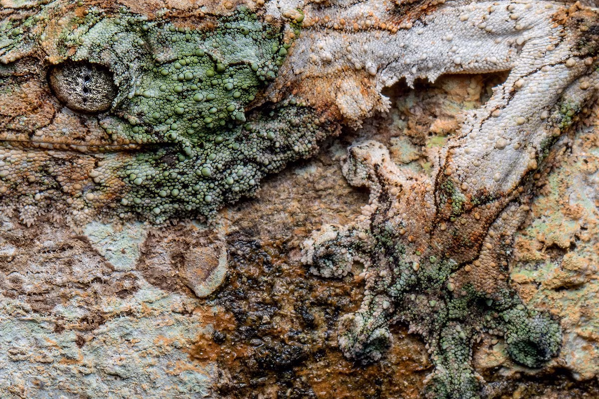  Chỉ có ở Madagascar. Loài tắc kè này là đặc hữu của đảo Madagascar, sinh sống trong rừng mưa nhiệt đới ẩm ướt. Ảnh: tropicalherping.com.