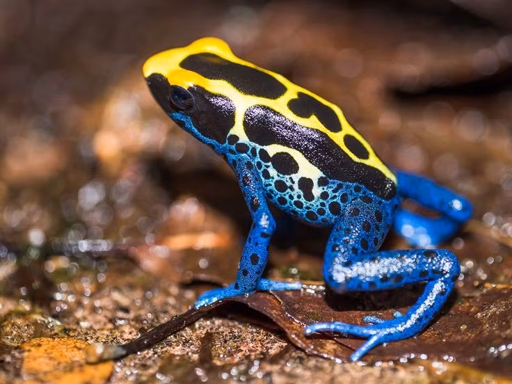 Màu sắc cơ thể cực kỳ đa dạng. Ếch độc nhuộm có nhiều biến thể màu khác nhau như xanh lam, vàng, đen, trắng, với hoa văn thay đổi tùy quần thể địa phương. Ảnh: Pinterest.