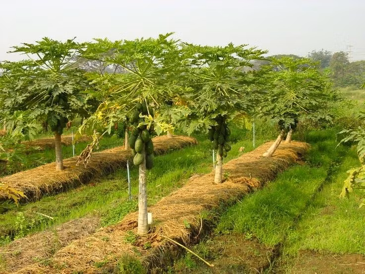  Nhạy cảm với môi trường. Dù dễ trồng, đu đủ lại khá khó tính với điều kiện đất và nước, dễ bị thối rễ hoặc nhiễm bệnh nếu môi trường không phù hợp. Ảnh: Pinterest.