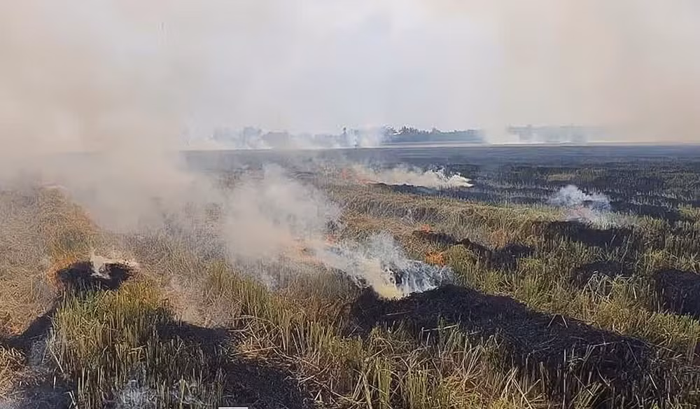 Nông dân có thói quen đốt rơm rạ sau thu hoạch trên cánh đồng.