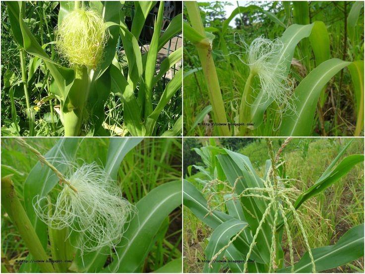  Cấu trúc hoa đực và hoa cái tách biệt. Cây ngô có hoa đực mọc ở ngọn và hoa cái phát triển thành bắp ở nách lá. Mỗi sợi râu ngô tương ứng với một hạt, và việc thụ phấn thành công quyết định trực tiếp số lượng hạt trên bắp. Cấu trúc này khiến ngô phụ thuộc nhiều vào gió. Ảnh: Pinterest.