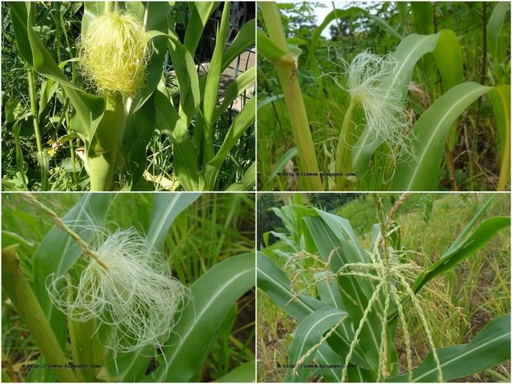  Cấu trúc hoa đực và hoa cái tách biệt. Cây ngô có hoa đực mọc ở ngọn và hoa cái phát triển thành bắp ở nách lá. Mỗi sợi râu ngô tương ứng với một hạt, và việc thụ phấn thành công quyết định trực tiếp số lượng hạt trên bắp. Cấu trúc này khiến ngô phụ thuộc nhiều vào gió. Ảnh: Pinterest.