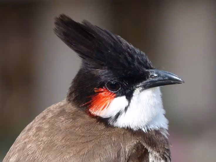  2. Giọng hót đa dạng và có thể học thêm âm thanh mới. Chào mào có khả năng hót líu lo với nhiều cung bậc khác nhau, thậm chí còn có thể "bắt chước" tiếng các loài chim khác hoặc âm thanh từ môi trường. Ảnh: Pinterest.