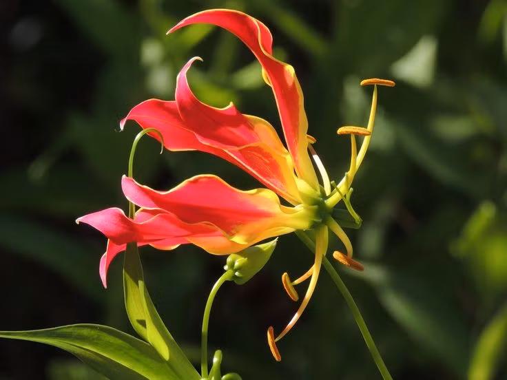  Quốc hoa của Zimbabwe. Ở đất nước Zimbabwe, hoa ngót nghẻo được coi là một biểu tượng quốc gia. Ảnh: Pinterest.