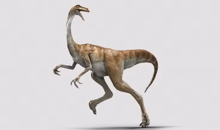  Thuộc nhóm Ornithomimid. Gallimimus là thành viên của nhóm khủng long chân thú giống chim (ornithomimid), nổi bật với cổ dài, đầu nhỏ và chân sau phát triển mạnh để chạy nhanh. Ảnh: Pinterest.
