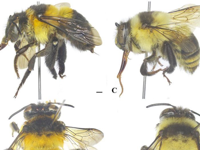  Ong "Gấu bông" (Habropoda pierwolae). Một loài ong mới từ Việt Nam với lớp lông dày đặc và ngoại hình tròn trịa đặc trưng, thuộc giống ong đào đất. Ảnh: Viện Sinh thái và Tài nguyên sinh vật Việt Nam.