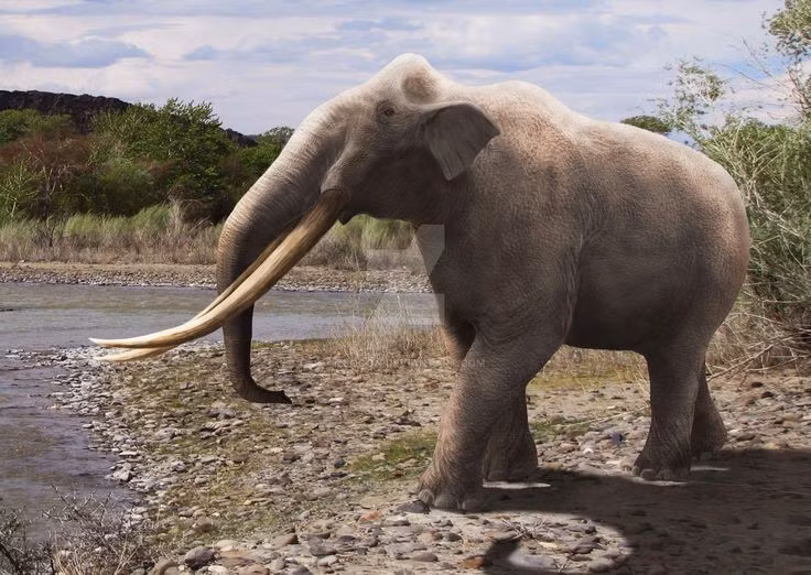  3. Xuất hiện từ thế Miocene. Stegodon sống từ khoảng 11 triệu năm trước, tồn tại đến tận cuối thế Pleistocene, cùng thời với loài người cổ đại. Ảnh: Pinterest.