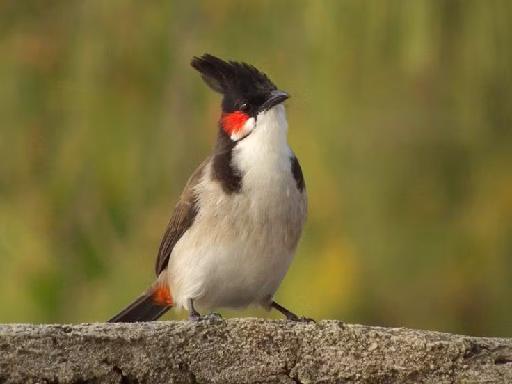 6. Có bản tính bảo vệ lãnh thổ và sẵn sàng đấu đá. Khi bị xâm phạm lãnh địa hoặc khi vào mùa sinh sản, chào mào đực có thể tỏ ra rất hung hăng, sẵn sàng giao chiến để giành bạn tình hoặc không gian sống. Ảnh: Pinterest.