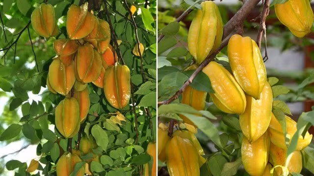 1. Cây khế trước nhà: biểu tượng tài lộc giản dị mà hiệu quả: Không phải ngẫu nhiên người xưa chuộng trồng cây khế trước nhà. Ngoài cho bóng mát và quả ngọt, cây khế còn mang ý nghĩa phong thủy cực tốt, giúp thu hút tài lộc, giữ gìn bình an cho gia đạo.