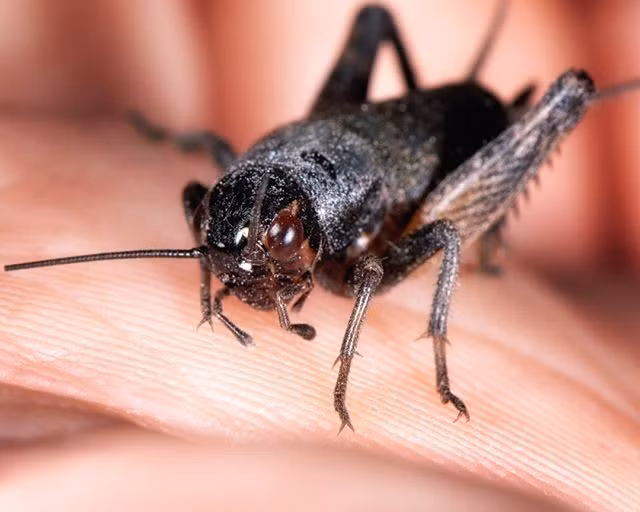  8. Có vị trí đặc biệt trong văn hóa dân gian Việt Nam. Hình ảnh dế mèn gắn liền với tuổi thơ và văn học Việt, nổi bật nhất là qua tác phẩm “Dế Mèn phiêu lưu ký” của Tô Hoài, tạo biểu tượng cho tinh thần phiêu lưu và chính nghĩa. Ảnh: Pinterest.