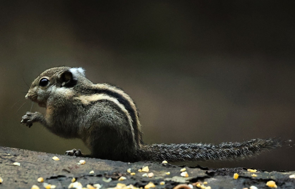  5. Chủ yếu ăn quả, hạt và côn trùng nhỏ. Chế độ ăn đa dạng giúp chúng sinh tồn tốt trong môi trường rừng ẩm với nhiều nguồn thức ăn thay đổi theo mùa. Ảnh: Coke Smith Wildlife.