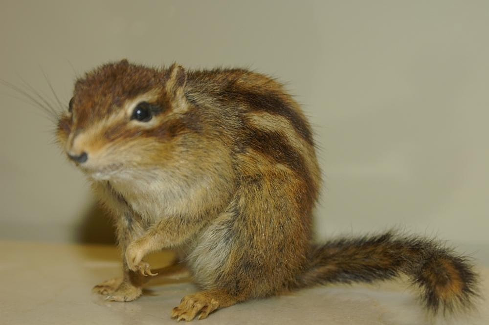  3. Kích thước cơ thể nhỏ gọn, chỉ dài khoảng 12–15 cm. Kết hợp với đuôi dài gần bằng thân, cơ thể nhẹ giúp chúng di chuyển nhanh và ẩn mình hiệu quả. Ảnh: wikimedia.