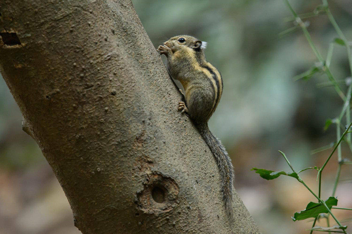  4. Rất nhanh nhẹn và di chuyển linh hoạt trên cây. Chúng sử dụng móng vuốt sắc và đuôi dài để bám vào cành cây và nhảy vọt giữa các tán lá. Ảnh: thainationalparks.com.