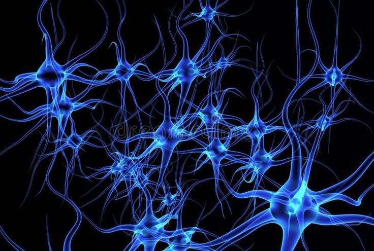 Nghiên cứu cũng chứng minh rằng não bộ sử dụng kiến thức và kỳ vọng từ trải nghiệm trước đó ngay từ giai đoạn đầu của việc xử lý thông tin để đưa ra quyết định.